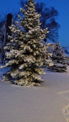Fir trees carry snow