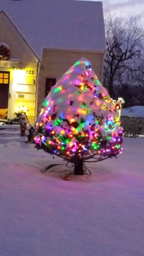 how christmas trees carry snow 3