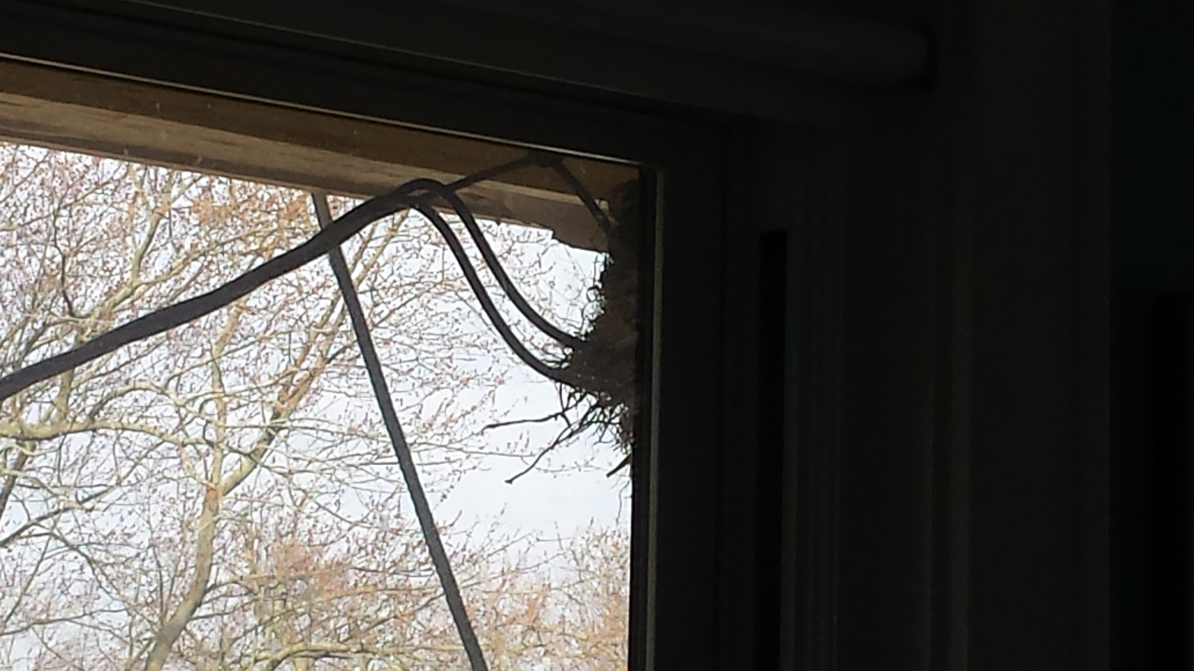 nest outside the window April 13.jpg