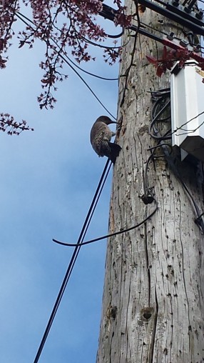 Flicker on telephone pole 41st Ave SW April 15 2020