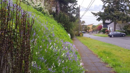 Flowery hill in WSEA April 18 2020
