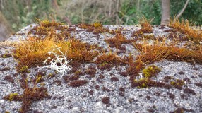 Lichen and moss growing on bridge at Schmitz park April 1 2020